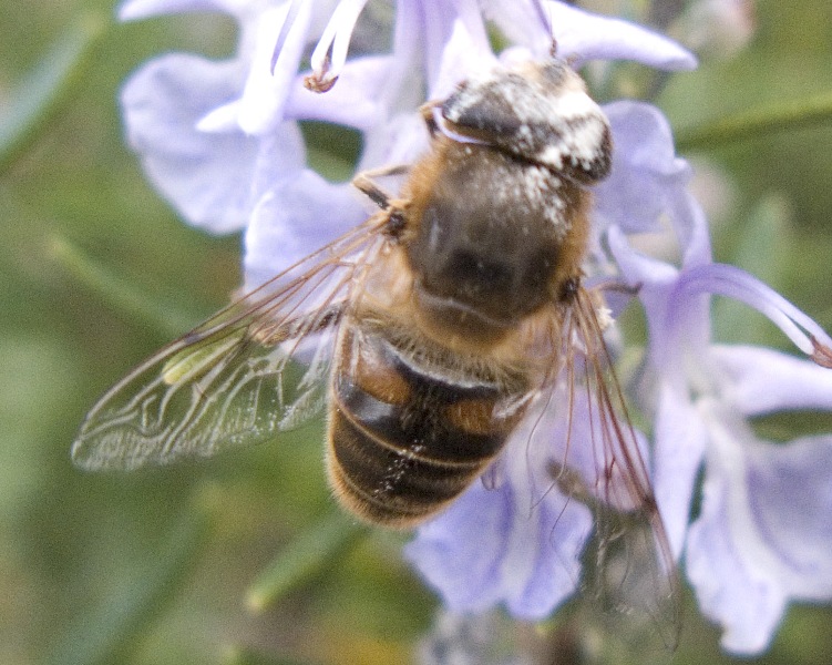 Eristalis tenax   (Syrphidae)